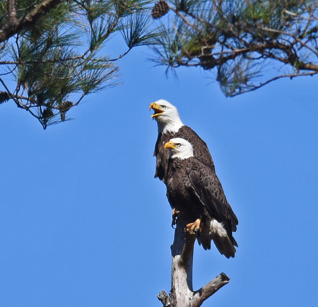 Bald Eagle