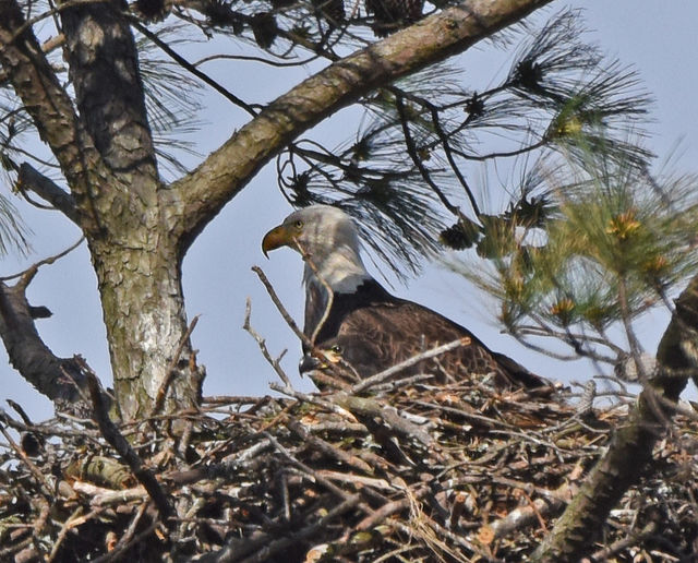 Bald Eagle