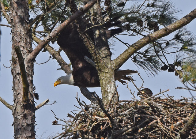 Bald Eagle