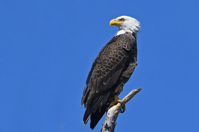 Bald Eagle