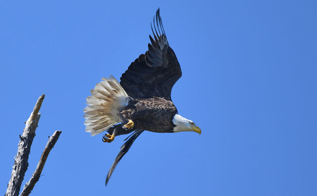 Bald Eagle