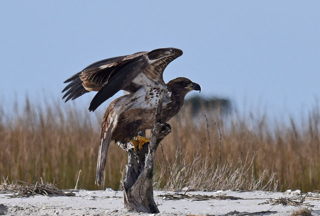 Bald Eagle