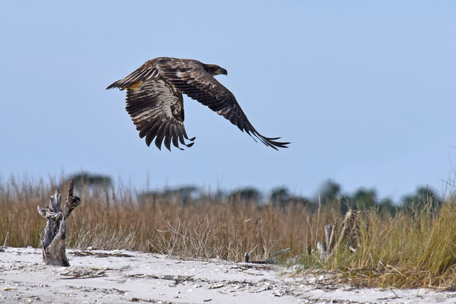Bald Eagle