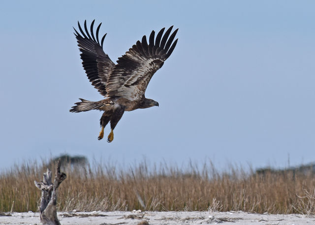 Bald Eagle