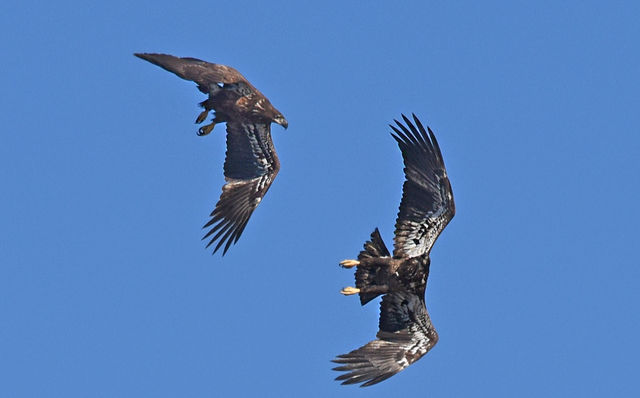 Bald Eagle
