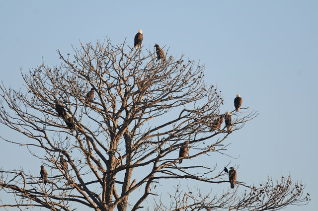 Bald Eagle