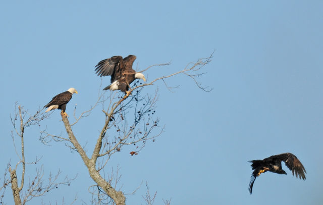 Bald Eagle