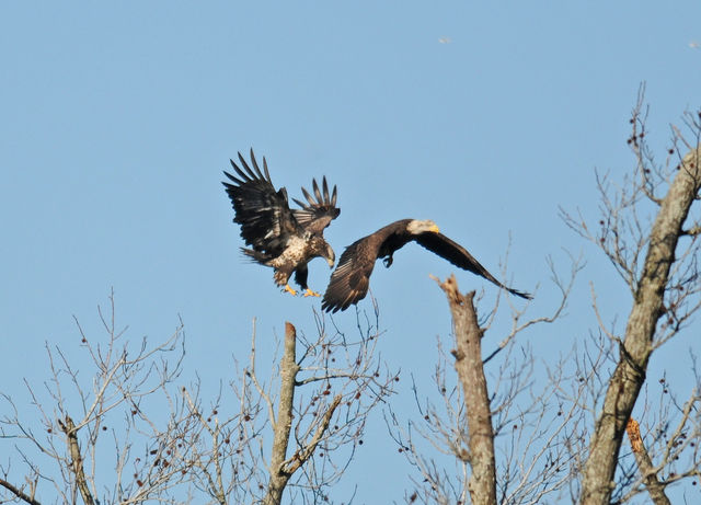 Bald Eagle