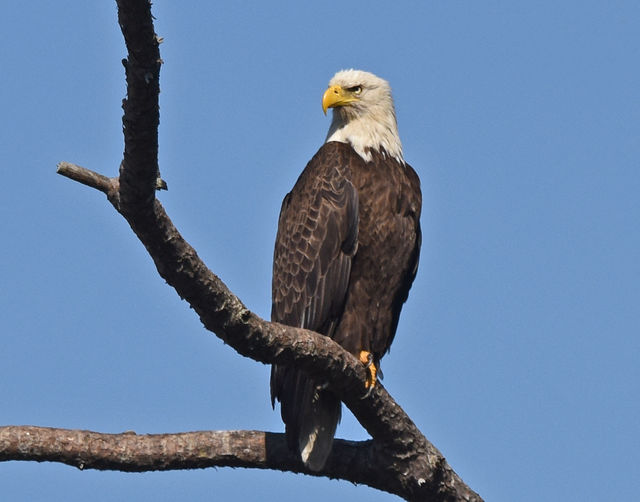 Bald Eagle