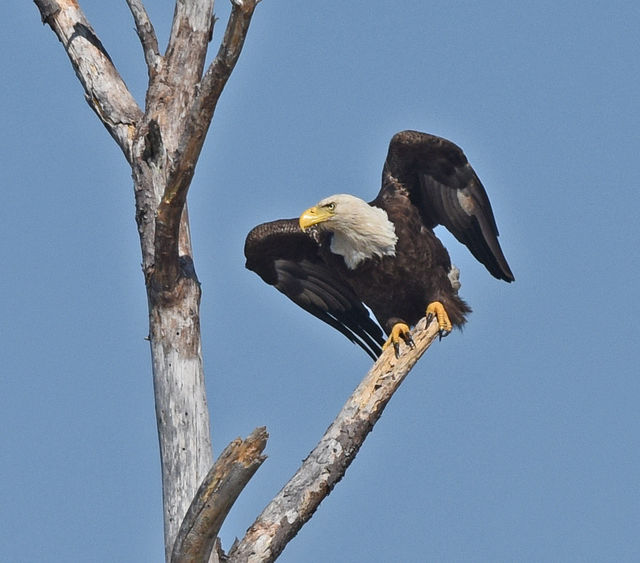 Bald Eagle