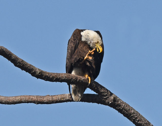 Bald Eagle