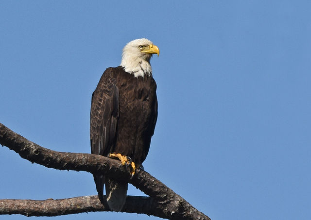 Bald Eagle