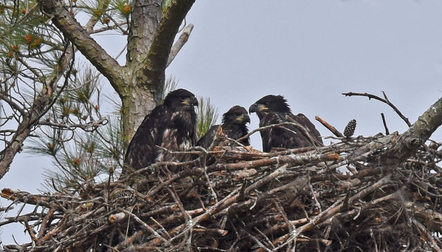 Bald Eagle