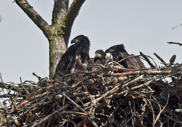 Bald Eagle