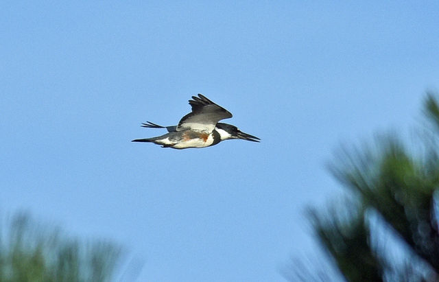 Belted Kingfisher