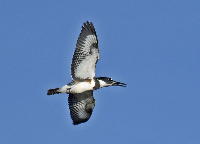 Belted Kingfisher