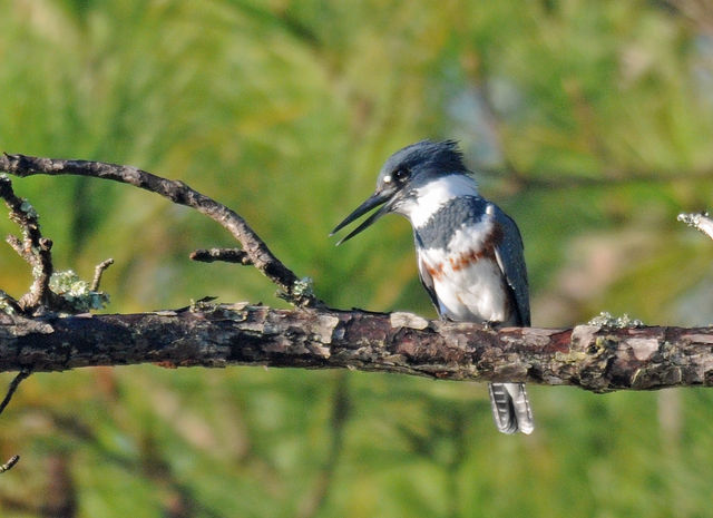 Belted Kingfisher