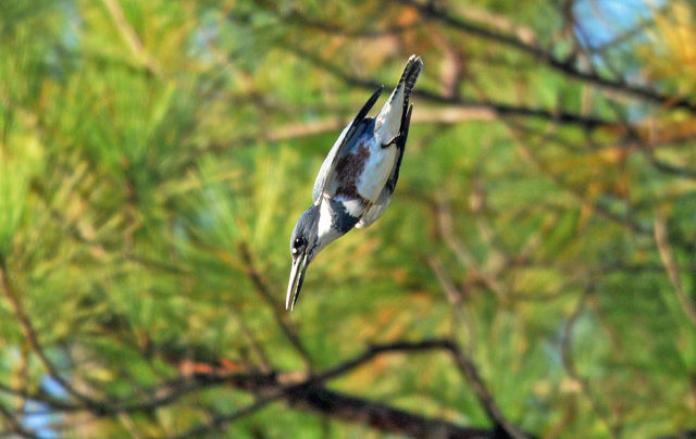 Belted Kingfisher