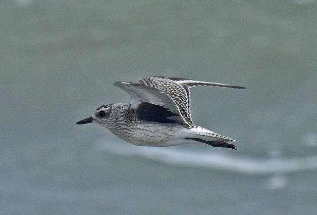 Black-bellied Plover