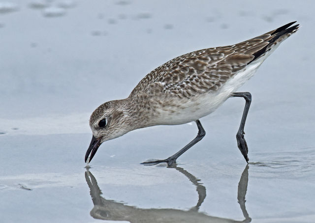 Black-bellied Plover