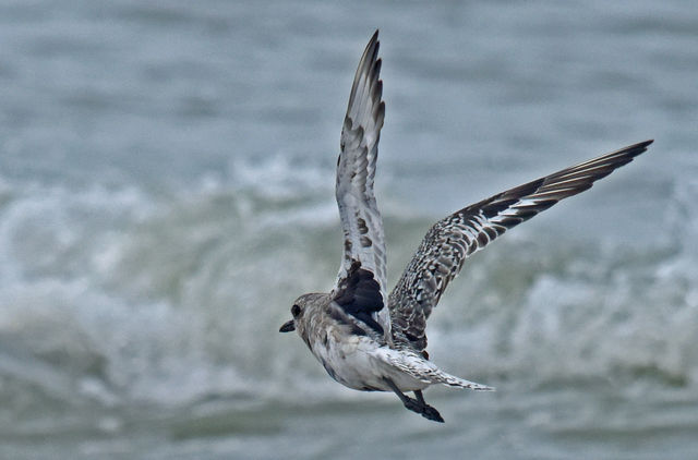 Black-bellied Plover