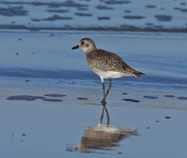 Black-bellied Plover