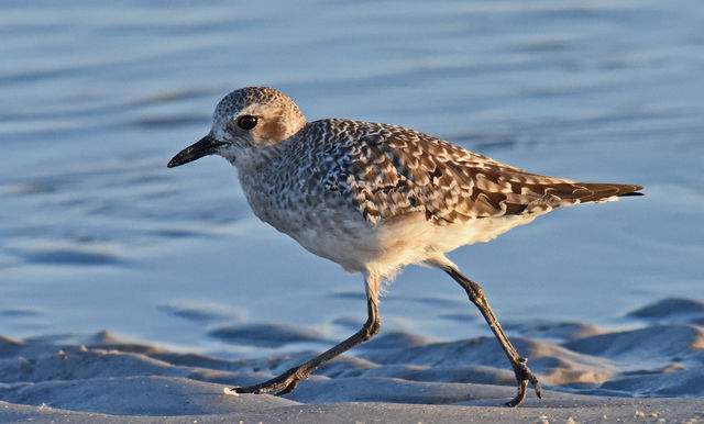 Black-bellied Plover