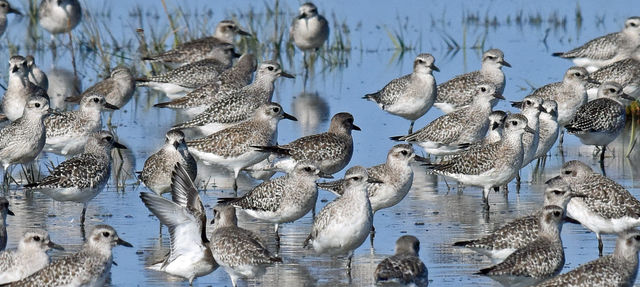 Black-bellied Plover