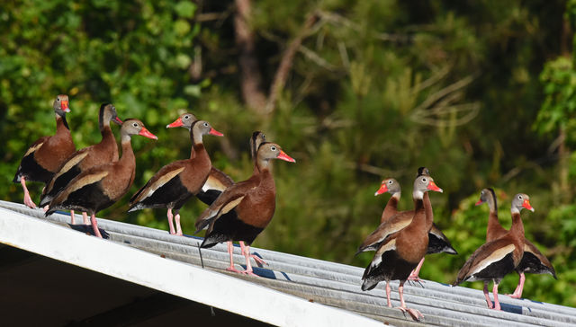 Black-bellied Whistling-Duck