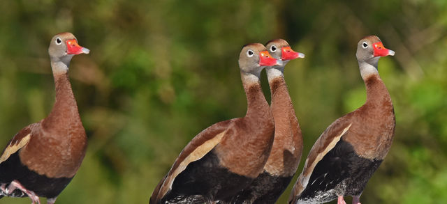 Black-bellied Whistling-Duck