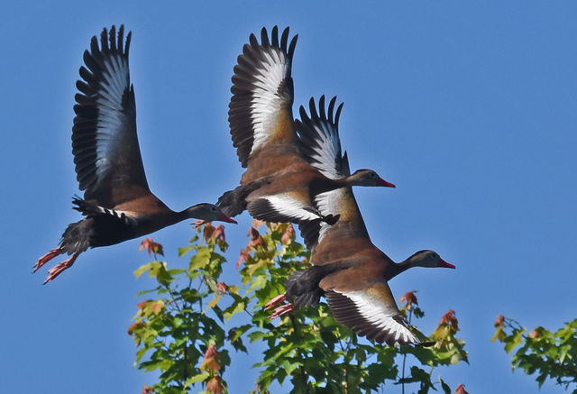 Black-bellied Whistling-Duck