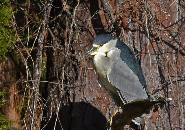 Black-crowned Night-Heron