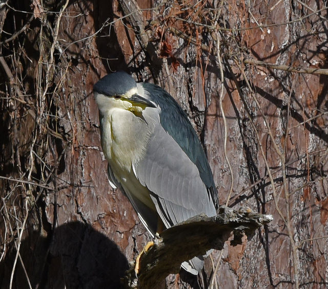 Black-crowned Night-Heron