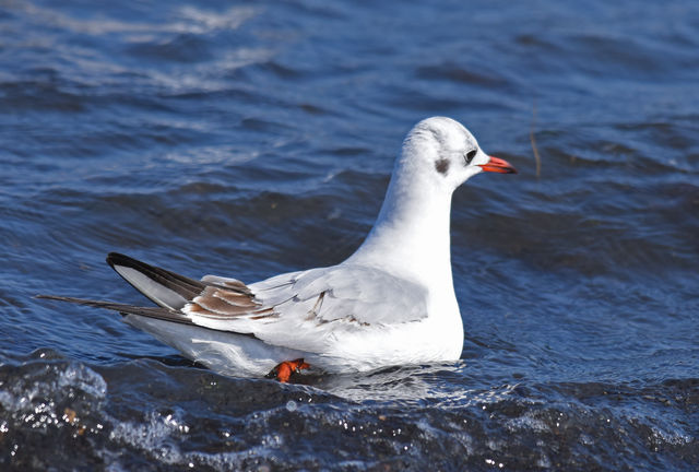 Black-headed Gull