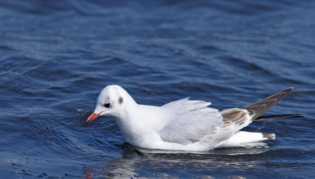 Black-headed Gull