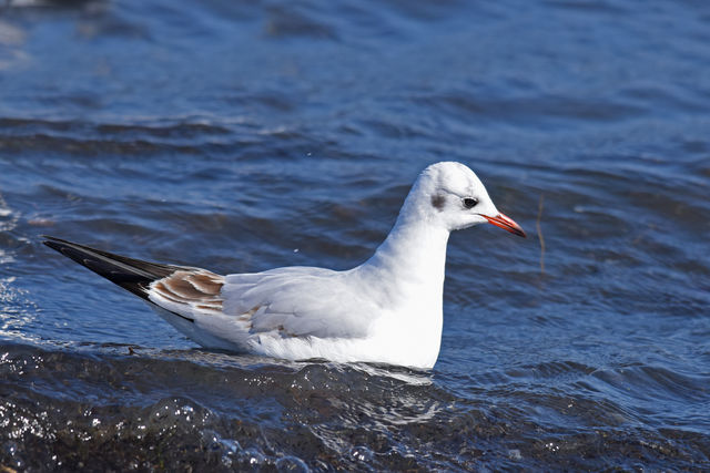 Black-headed Gull