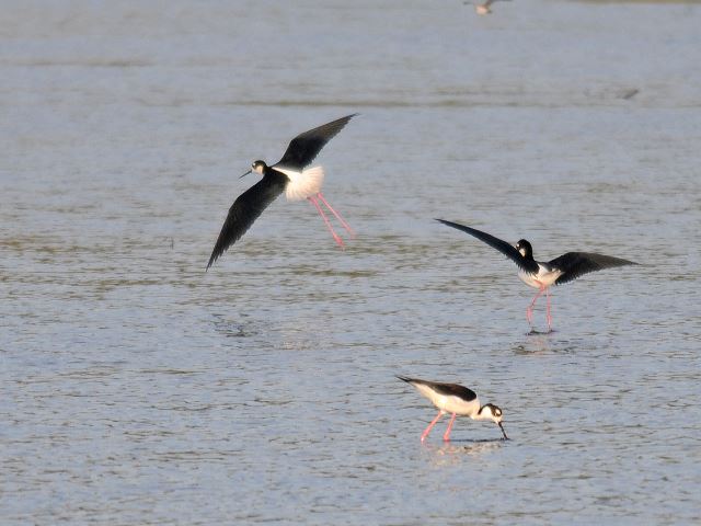 Black-necked Stilts