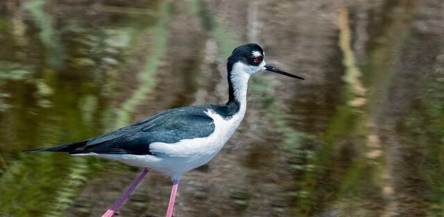 Black-necked Stilt