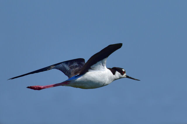 Black-necked Stilt