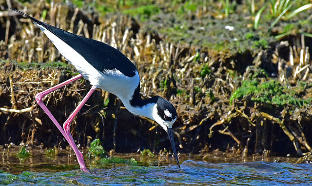 Black-necked Stilt
