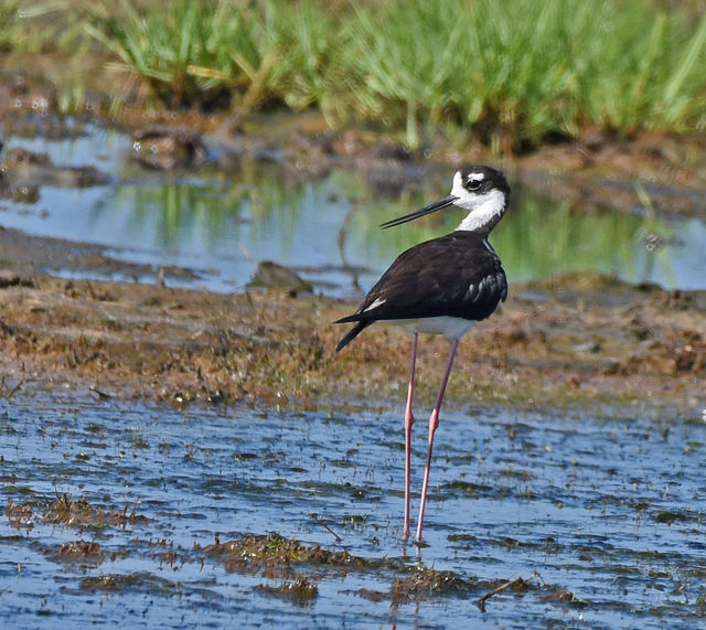 Black-necked Stilt