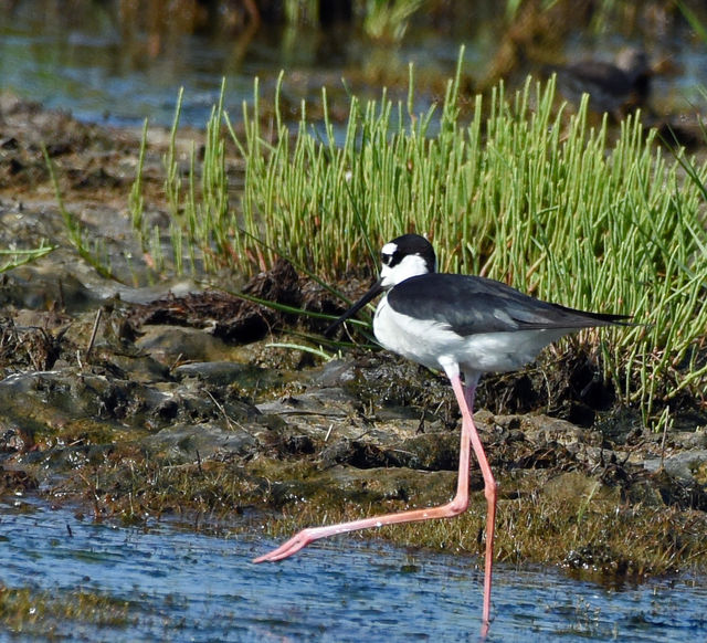 Black-necked Stilt