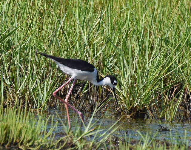 Black-necked Stilt