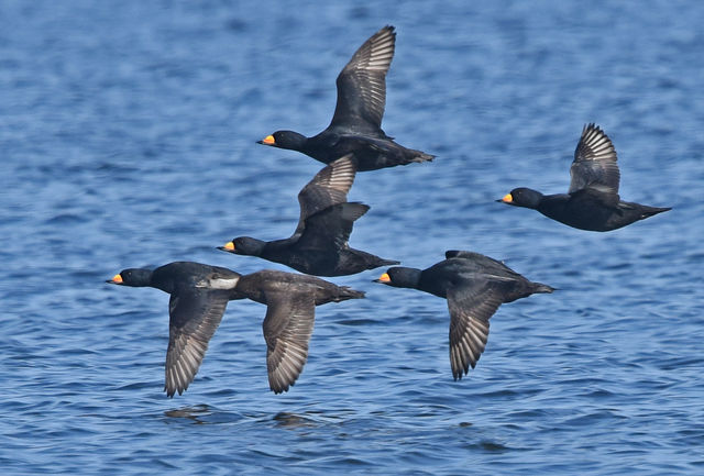 Black Scoter