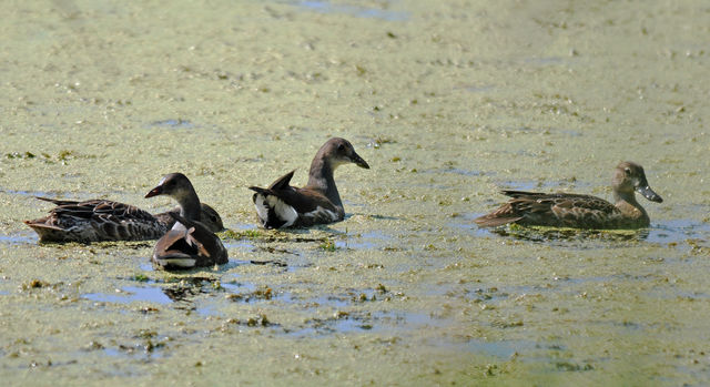 Blue-winged Teal