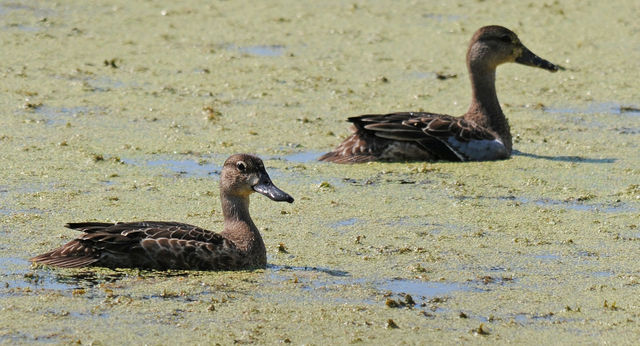 Blue-winged Teal