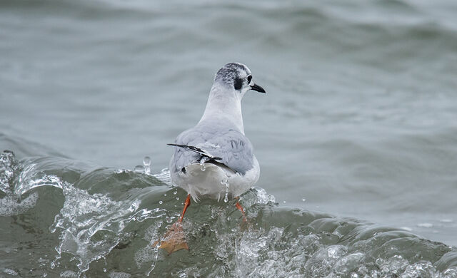 Bonaparte's Gull