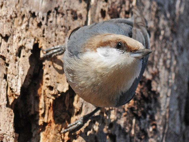 Brown-headed Nuthatch