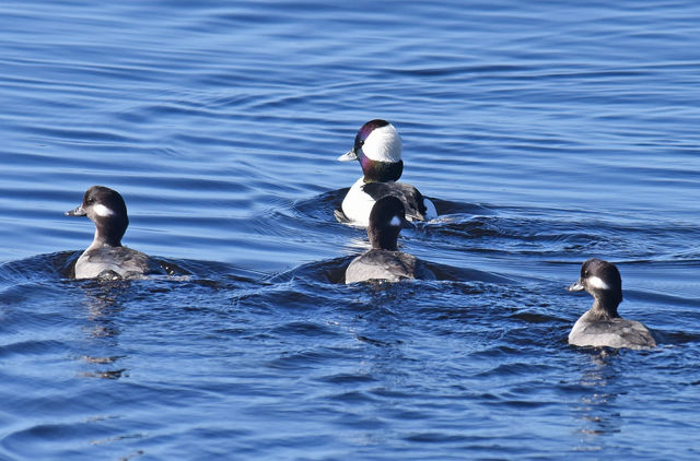 Bufflehead