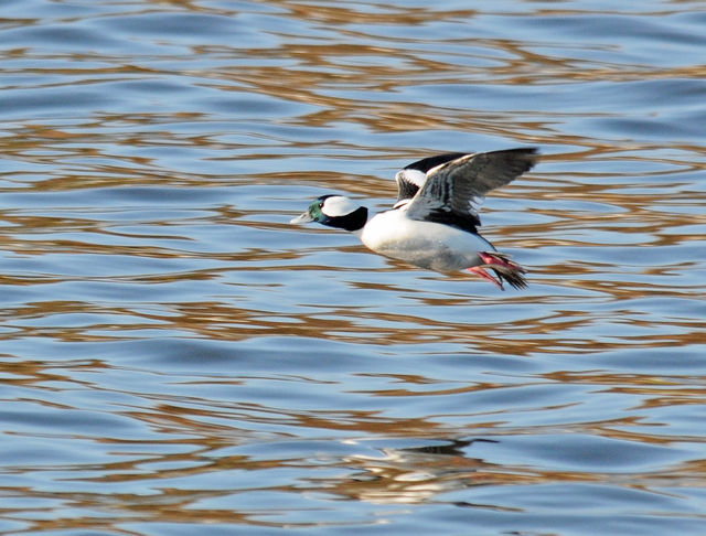 Bufflehead